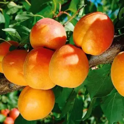 Абрикос СПАДЧЫНА в Сморгони