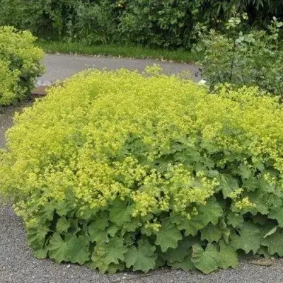 Манжетка ТРИЛЛЕР мягкая в Сморгони