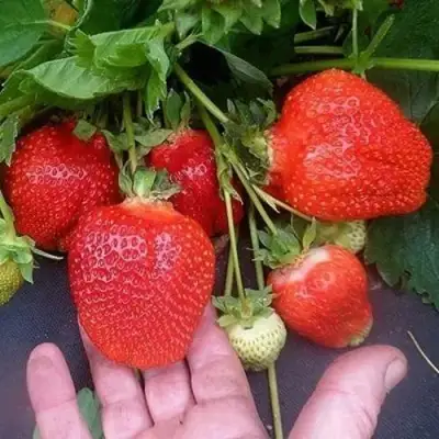 Клубника АЗИЯ в Сморгони