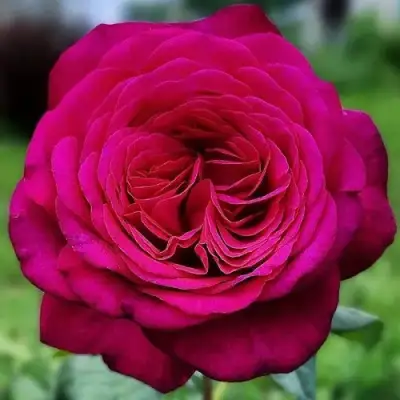 саженцы розы ИОГАНН ВОЛЬФГАНГ ФОН ГЕТЕ