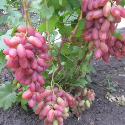 Виноград ЮЛИАН в Сморгони