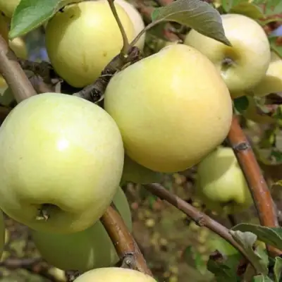 Яблоня АНТОНОВКА ОБЫКНОВЕННАЯ в Сморгони