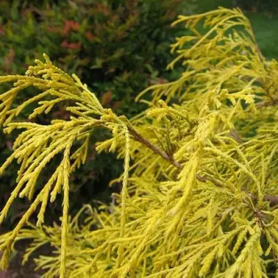 Кипарисовик ВАВЕЛ горохоплодный в Сморгони