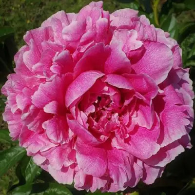 Пион ЗЕ ФОН травянистый в Сморгони