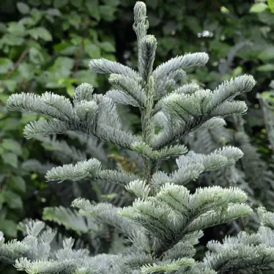Пихта благородная в Сморгони