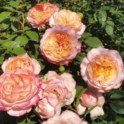 Роза СУРИР ДЕ ХАВР чайно-гибридная в Сморгони