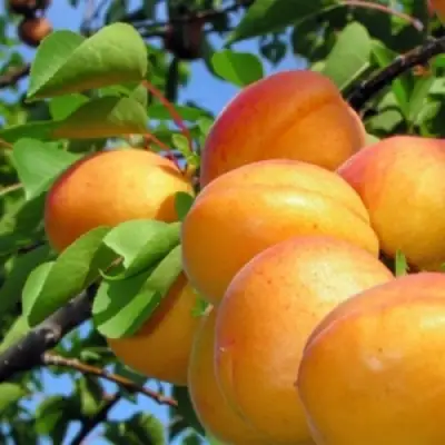 Абрикос ЭДЕЛЬВЕЙС в Сморгони