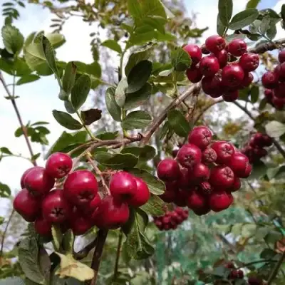 Рябина ГРАНАТНАЯ сладкоплодная в Сморгони