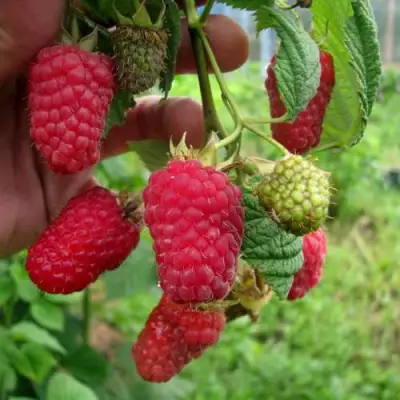 Малина ЛЯЧКА (ЛАШКА, ЛЯШКА) в Сморгони