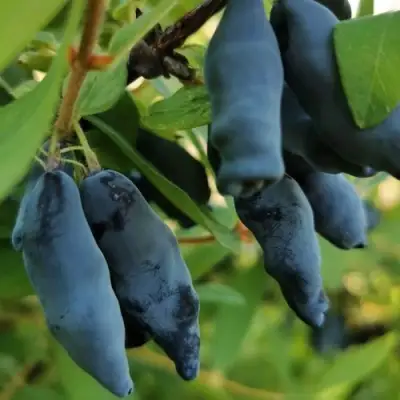 Жимолость съедобная СИЛЬГИНКА в Сморгони