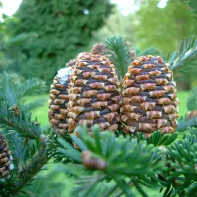 Пихта ФРАЗЕРА в Сморгони