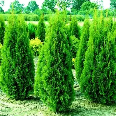 Туя ВИДМАНТ западная в Сморгони