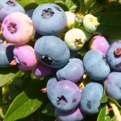 Голубика ЭЛИЗАБЕТ в Сморгони