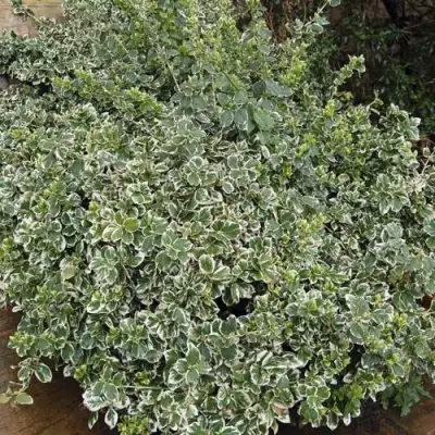 Бересклет ЭМЕРАЛЬД ГАИТИ форчуна  в Сморгони