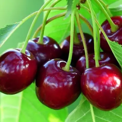 Вишня ВЯНОК в Сморгони