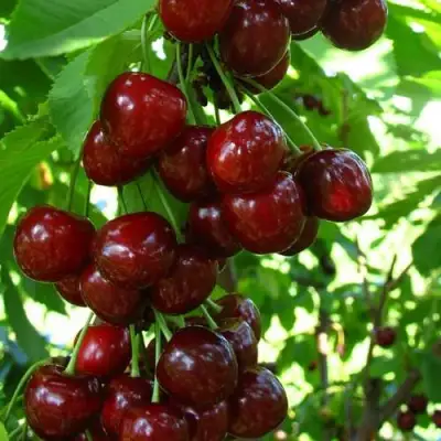 Вишня ВОСТОРГ колонновидная в Сморгони