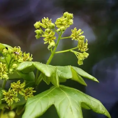 Клен полевой в Сморгони