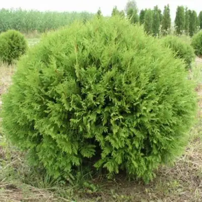 Туя ГЛОБОЗА западная в Сморгони