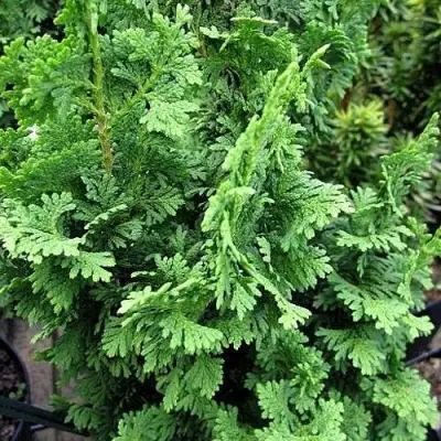 Туя ЗМАТЛИК западная в Сморгони