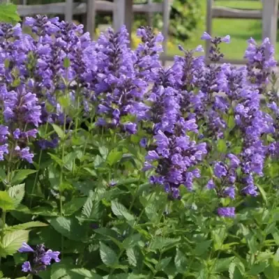 Котовник БЛЮ ДРИМС полусидячий в Сморгони