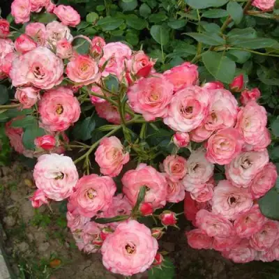 Роза ПАТ ДЕ ВЕЛЮР шраб в Сморгони