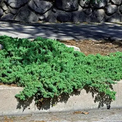 Можжевельник НАНА лежачий в Сморгони