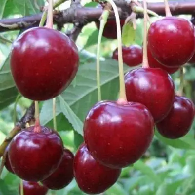 Вишня ТУРГЕНЕВКА в Сморгони