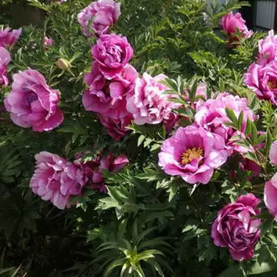 Пион ВРАТА ХРАМА древовидный  в Сморгони