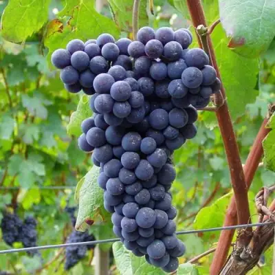 Виноград МУКУЗАНИ в Сморгони