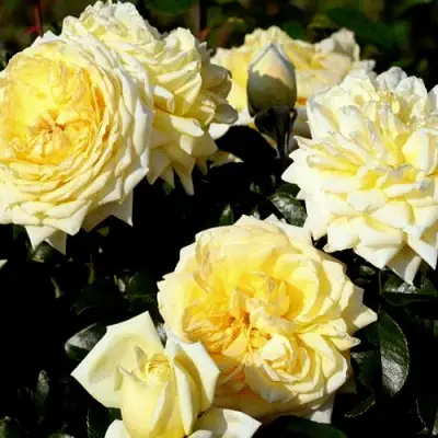 Роза НАДЯ МЕЙДИЛАНД почвопокровная в Сморгони