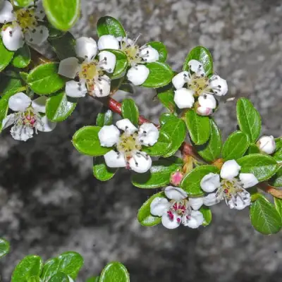 Кизильник ТАНГСТЕДТ горизонтальный  в Сморгони