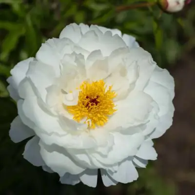 Пион МИСС АМЕРИКА травянистый в Сморгони