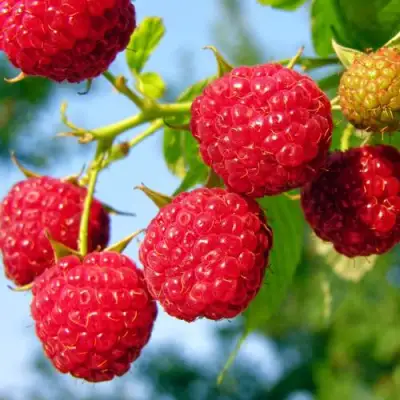 Малина МЕТЕОР в Сморгони