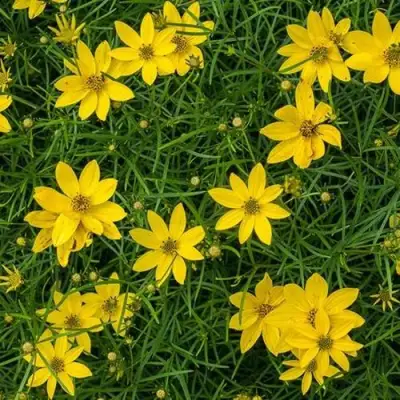 Кореопсис мутовчатый в Сморгони