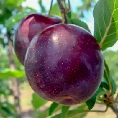 Слива АНЖЕЛИНО в Сморгони