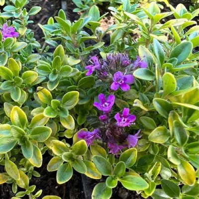 Тимьян АРЧЕРЗ ГОЛД в Сморгони