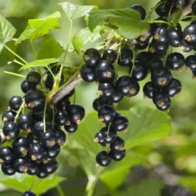 Смородина черная БЕН КОНАН в Сморгони