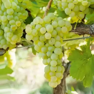 Виноград КИШМИШ МУСКАТНЫЙ в Сморгони