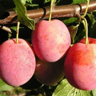 Слива ВИКТОРИЯ в Сморгони