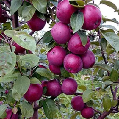 Яблоня СПАРТАН в Сморгони