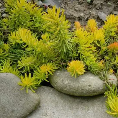 Очиток (седум) АНГЕЛИНА оттогнутый в Сморгони