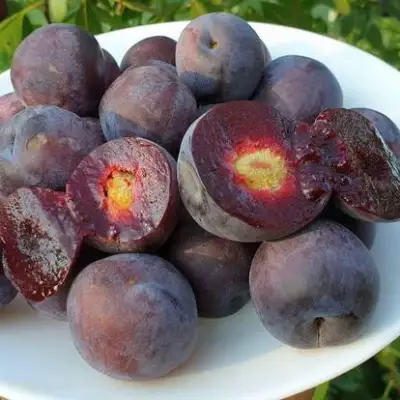 Сливово-вишневый гибрид МЕЙНОР в Сморгони