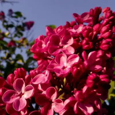 Сирень КРАСНАЯ МОСКВА в Сморгони