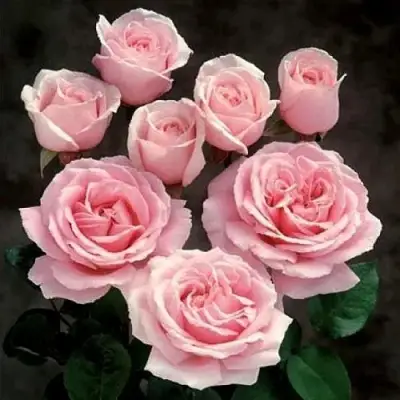 Роза ФРЕДЕРИК МИСТРАЛЬ чайно-гибридная в Сморгони