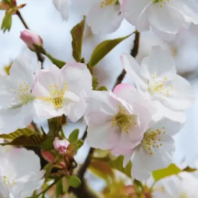 Вишня ОКАМЕ в Сморгони