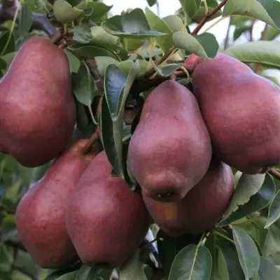 Груша РЕД ВИЛЬЯМС в Сморгони