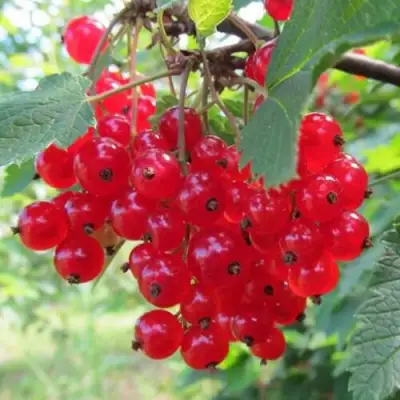 Смородина красная КРАСНАЯ АНДРЕЙЧЕНКО в Сморгони