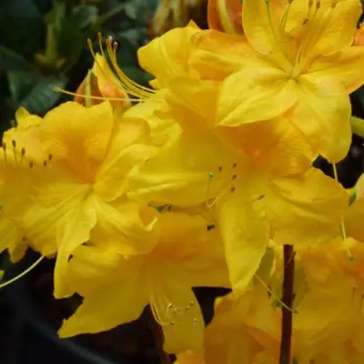 Азалия ЛИМЕТТА листопадная в Сморгони