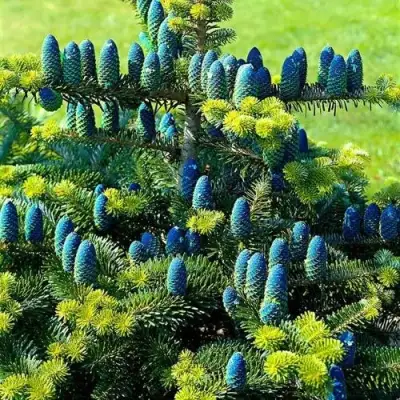 Пихта корейская  в Сморгони