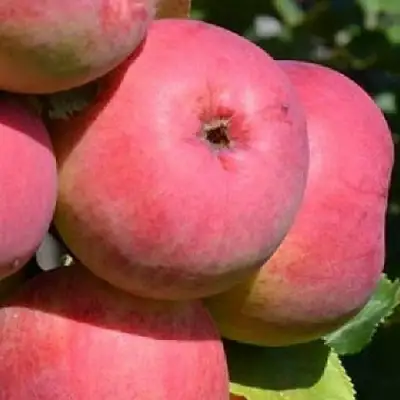 Яблоня ВЭМ-РОЗОВЫЙ в Сморгони